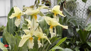 Stanhopea Orchid Culture Tips [upl. by Larine]