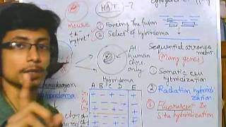 Gene mapping part 5 Radiation hybrid mapping [upl. by Aicilic]