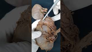 RENAL PARTE 6  Anatomia humana Shorts medicina anatomia aula anatomy biologia [upl. by Avihs396]