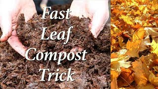 Super Fast Leaf Composting Trick [upl. by Ilahtan]