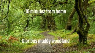 Glorious muddy woodland [upl. by Changaris17]