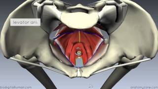 Pelvic Floor Part 1  The Pelvic Diaphragm  3D Anatomy Tutorial [upl. by Macrae901]