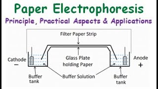 Paper Electrophoresis  Principle Practical Aspects Advantages Disadvantages and Applications [upl. by Llemaj876]