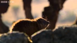 Hyrax sunshield  24 Hours on Earth Preview  BBC One [upl. by Joseito274]