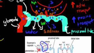 MB39 Aldosterone and ADH HSC biology [upl. by Hayward908]