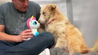 Watch this shelter dog react to her first toy 🥹 [upl. by Desimone]