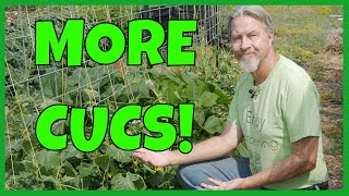 How to Grow MORE Cucumbers Expert Tips [upl. by Harvison300]