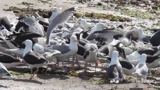 Larus marinus [upl. by Anaitsirc]