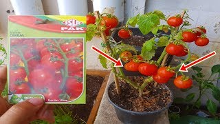 COMO PLANTAR TOMATE CEREJA EM VASO INÍCIOMEIOFIM [upl. by Stefania757]