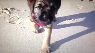 Border Terriers Run The Beach [upl. by Vierno]