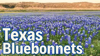 Discover fields of bluebonnets at Muleshoe Bend Rec Park flowers bluebonnets beautifulplaces tx [upl. by Akieluz713]