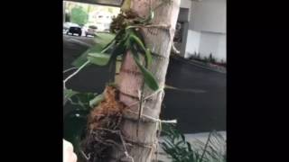 Video 3 Mounting phalaenopsis Orchid on a Palm Tree [upl. by Eisserc]