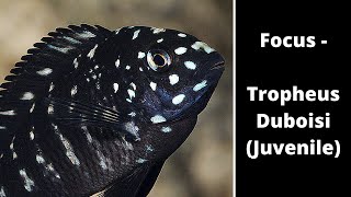 Focus  Tropheus Duboisi Juvenile [upl. by Runck]