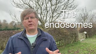 Understanding Endosomes The Cells Sorting House  Quick Science Explanation [upl. by Nylecyoj437]