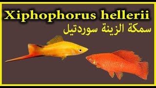 سمكة الزينة سوردتيل والتربية Xiphophorushellerii [upl. by Karly425]