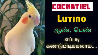 Lutino Cockatiel gender identificationGender series1 ஆண் பெண் எப்படி பார்க்கலாம் Ilayaraja T [upl. by Freyah]