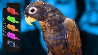 Bronze Wing Pionus The Loyal Lap Dog Parrot [upl. by Slin]