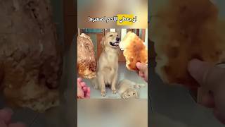 هذه الكلبة الأم تعطي كل شيء لجروها ❤️ shorts [upl. by Rhpotsirhc]