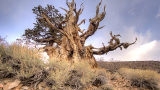 A walk along Discovery Trail at the Ancient Bristlecone Pine Forest Inyo National Forest [upl. by Aillimac]