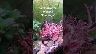 Cryptocoryne Wendtii Flamingo aquarium plantedtank aquascape aquascaping flamingo pink [upl. by Aznaed]