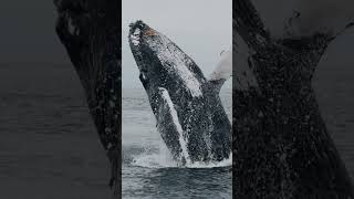 Humpback breaching super close by a Whale watching boat [upl. by Damick688]