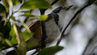 Greater Necklaced Laughingthrush [upl. by Anaiad]