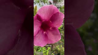 Allamanda blanchetii flowers shorts plants [upl. by Laux94]