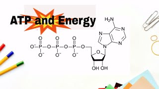 ATP  What Is Adenosine Triphosphate  What Is ATP  Function Of ATP  Structure Of ATP [upl. by Strander635]