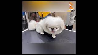 Pekingese Grooming Dogstar Delhi Dog Grooming Call on 9911665959 [upl. by Silsby]