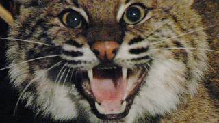 Aggressive Bobcat 01 [upl. by Ordnas]