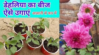 डेहलिया बीज से उगाने का जबरदस्त तरीका  How To Grow Dahlia From Seeds at Home in Pots  Dahlia Grow [upl. by Letsou523]