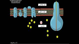 Animation phosphorylation oxydative  التفسفر المؤكسد [upl. by Hoebart746]