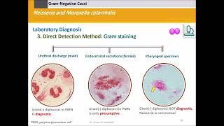 Neisseria and Moraxella Gram Negative Cocci [upl. by Egon139]