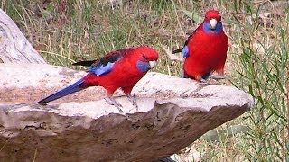 Australian Birds [upl. by On575]