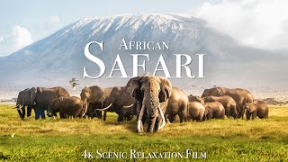 African Safari 4K  Scenic Wildlife Film With African Music [upl. by Jesse]