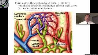 The Lymphatic System [upl. by Nulubez897]