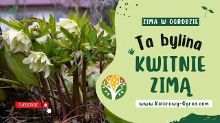 Ciemierniki Piękne Kwitnące Zimowe Kwiaty 🌼 kolorowyogrodcom [upl. by Lahcim302]