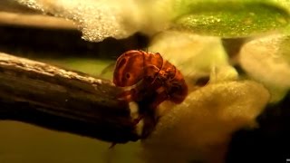 Macrography CaddisflyLarva  Makrofotografie Köcherfliegenlarve [upl. by Krystalle]