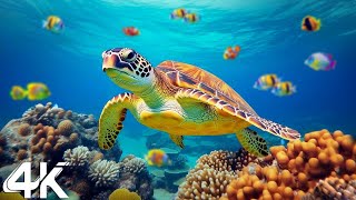 NEW 4HRS Stunning 4K Underwater Wonders  Relaxing Music  Coral Reefs Fishamp Colorful Sea Life [upl. by Darooge]