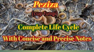 Life history of Peziza [upl. by Siegfried]