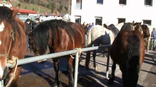 Feria ganadera ProazaAsturias [upl. by Diraf]