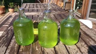 How to Grow Chaeto Algae and Other Macroalgae Like a PRO  Lighting Parameters amp Flow [upl. by Anees696]