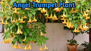 Angel Trumpet Plant  Care and Propogarion [upl. by Eitac]