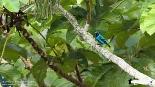 Turquoise Cotinga Cotinga ridwayi in Costa Rica [upl. by Gulick]