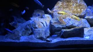 Malawi Mbuna Aquarium 300 Liter [upl. by Nerrot697]