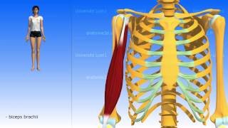 The Coracobrachialis [upl. by Duahsar]