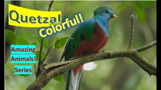 Quetzals 🦜Quetzal facts 🦅 trogon family [upl. by Warms]