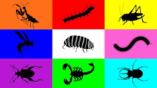 Insect Pill Bug Grasshopper Mantis Caterpillar Milipede Beetle Scorpion Wasp Leafbug [upl. by Aikemat318]