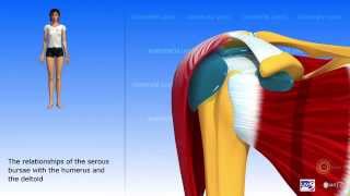 The Deltoid Joint [upl. by Anela]