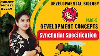 Synchytial Specification  Basics of Developmental Biology  Developmental Biology CSIR NET [upl. by Yesak915]